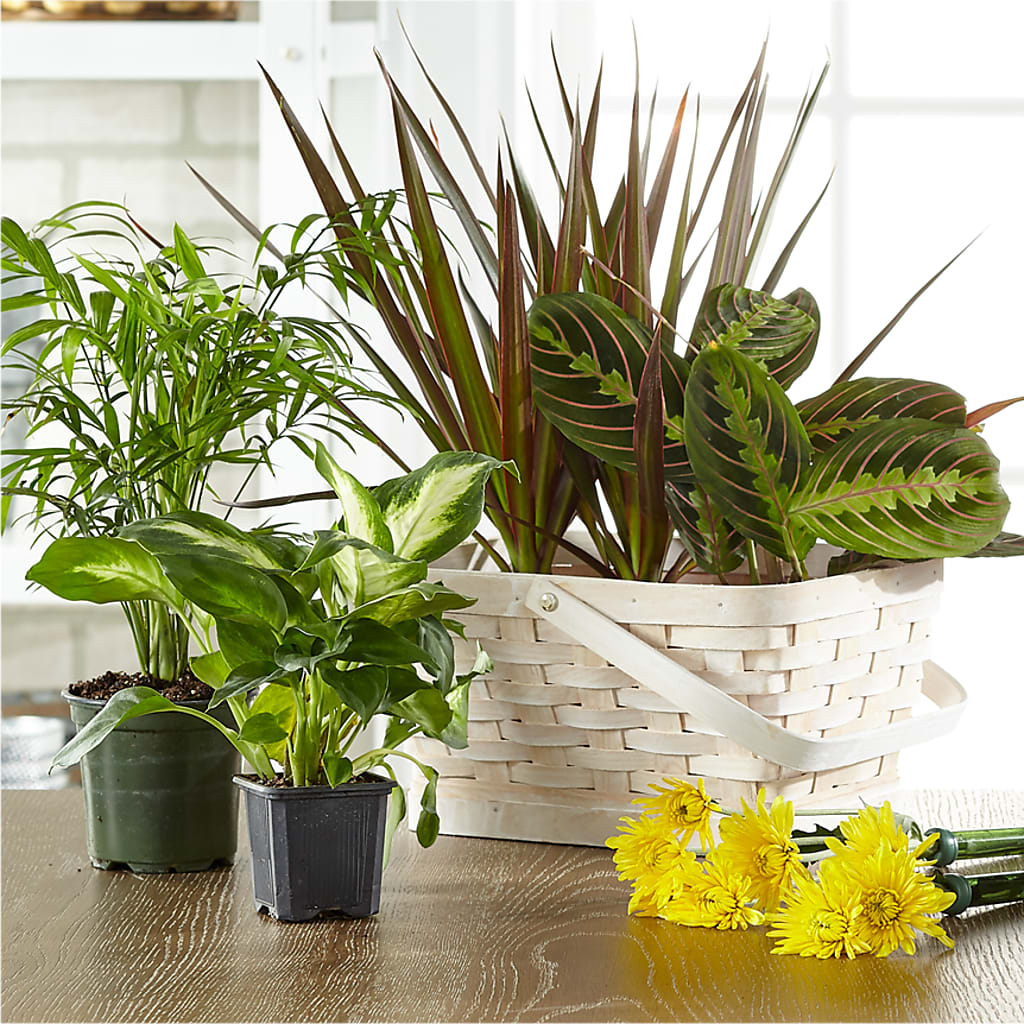Florist Designed Blooming and Green Plants in a Basket – Elise Flowers, Tamarac FL