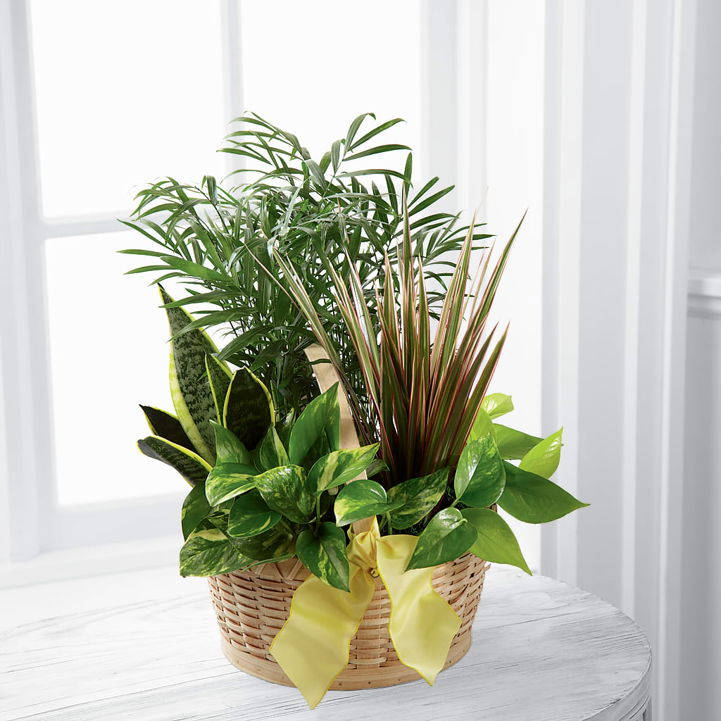 French Garden – Elise Flowers, Tamarac FL