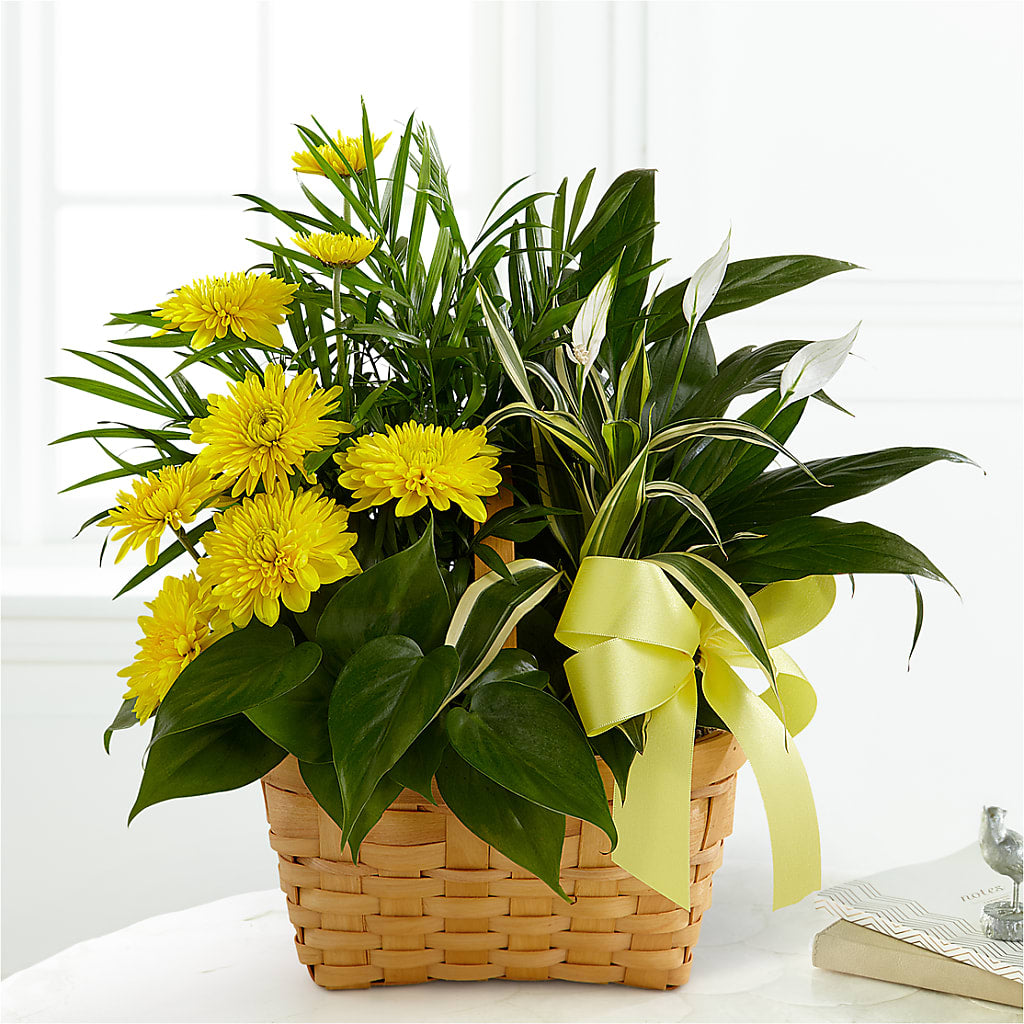 Loving Light Dishgarden – Elise Flowers, Tamarac FL