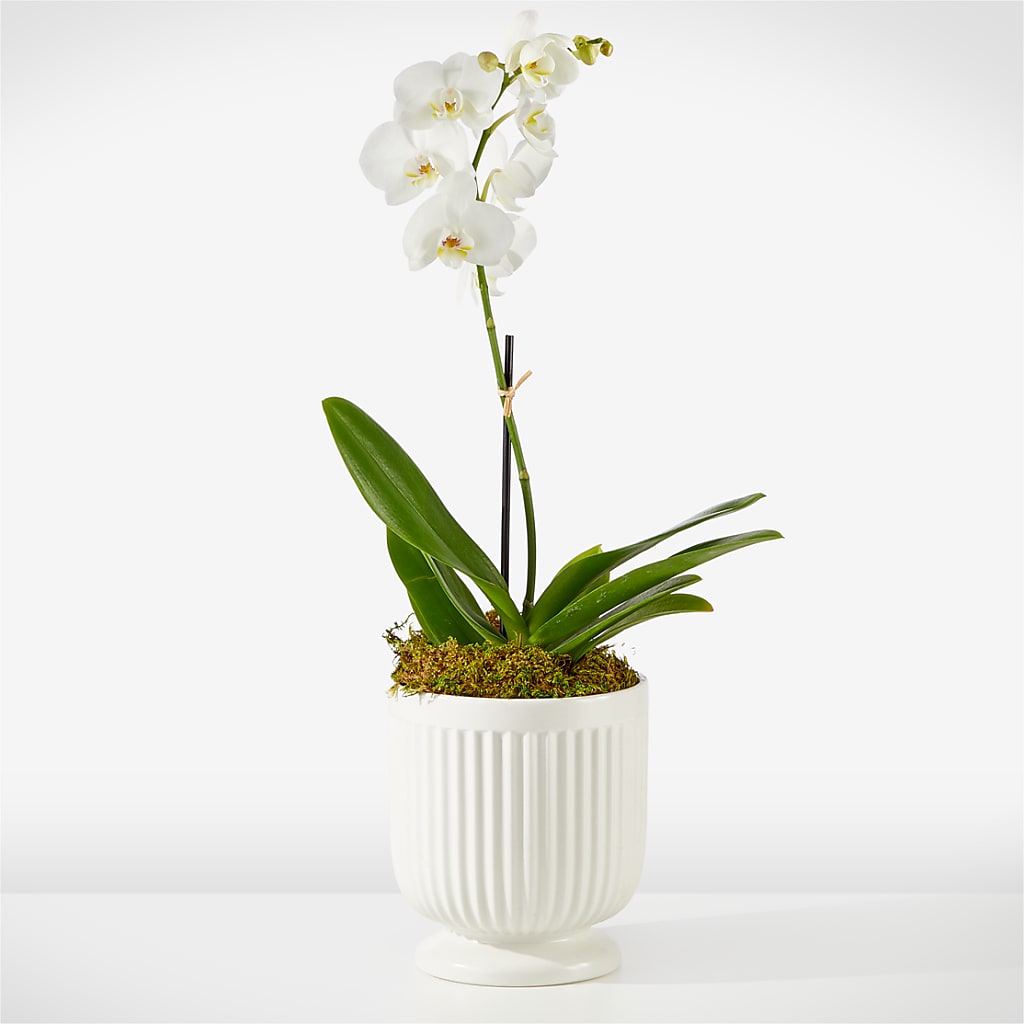Whispering White Orchid – Elise Flowers, Tamarac FL