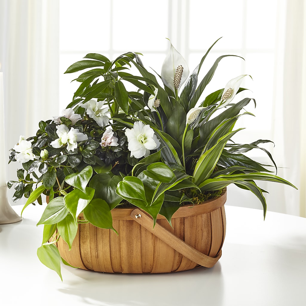 Serene Dishgarden – Elise Flowers, Tamarac FL