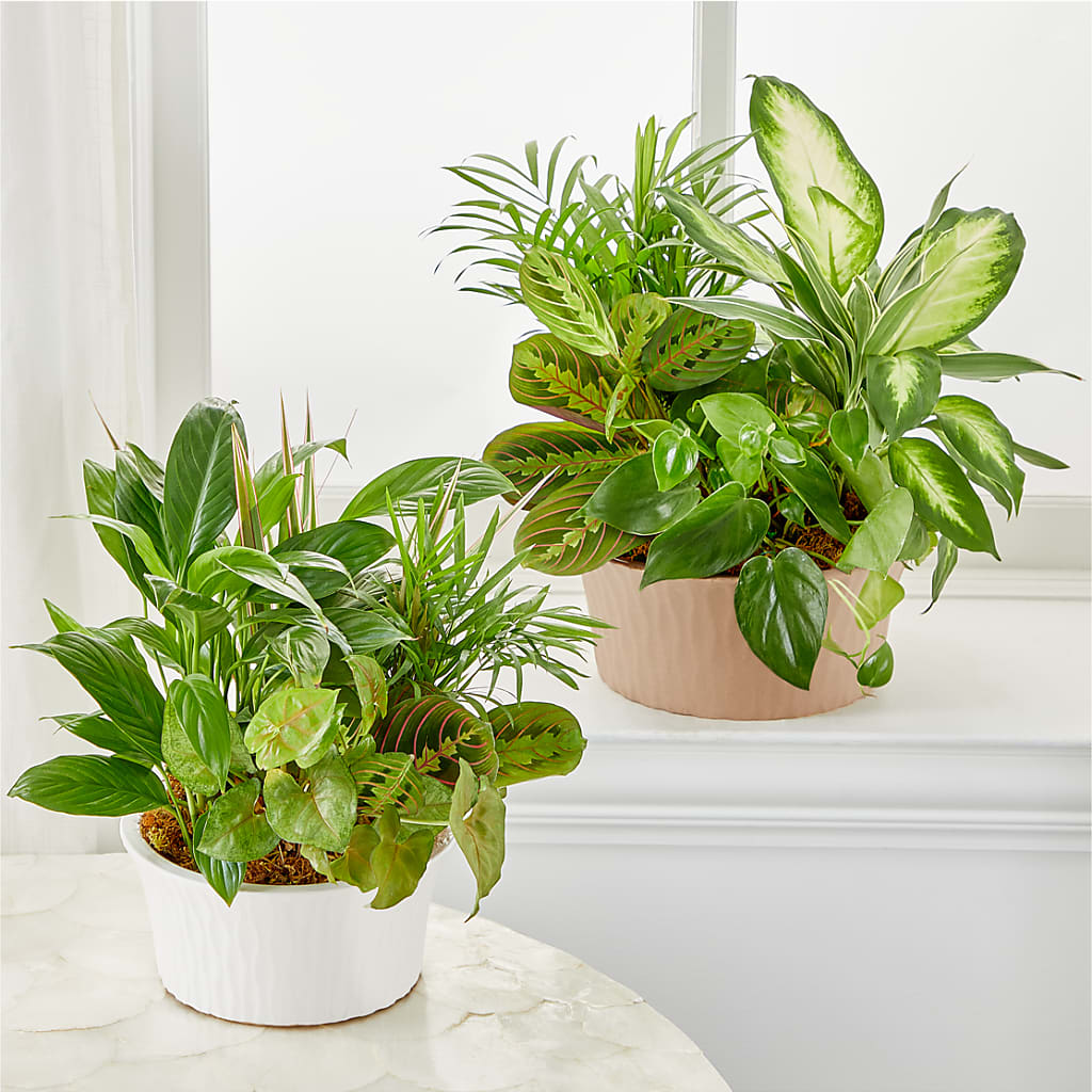 Balance & Harmony Dishgarden – Elise Flowers, Tamarac FL