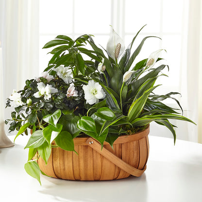 Serene Dishgarden –  Elise Flowers, Tamarac FL