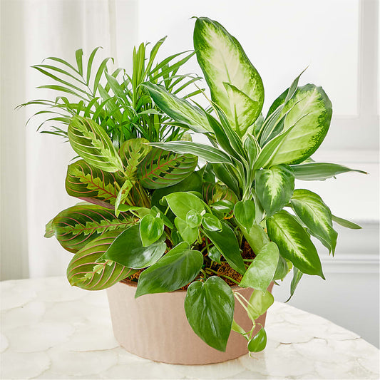 Balance & Harmony Dishgarden –  Elise Flowers, Tamarac FL