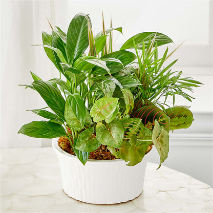 Balance & Harmony Dishgarden –  Elise Flowers, Tamarac FL