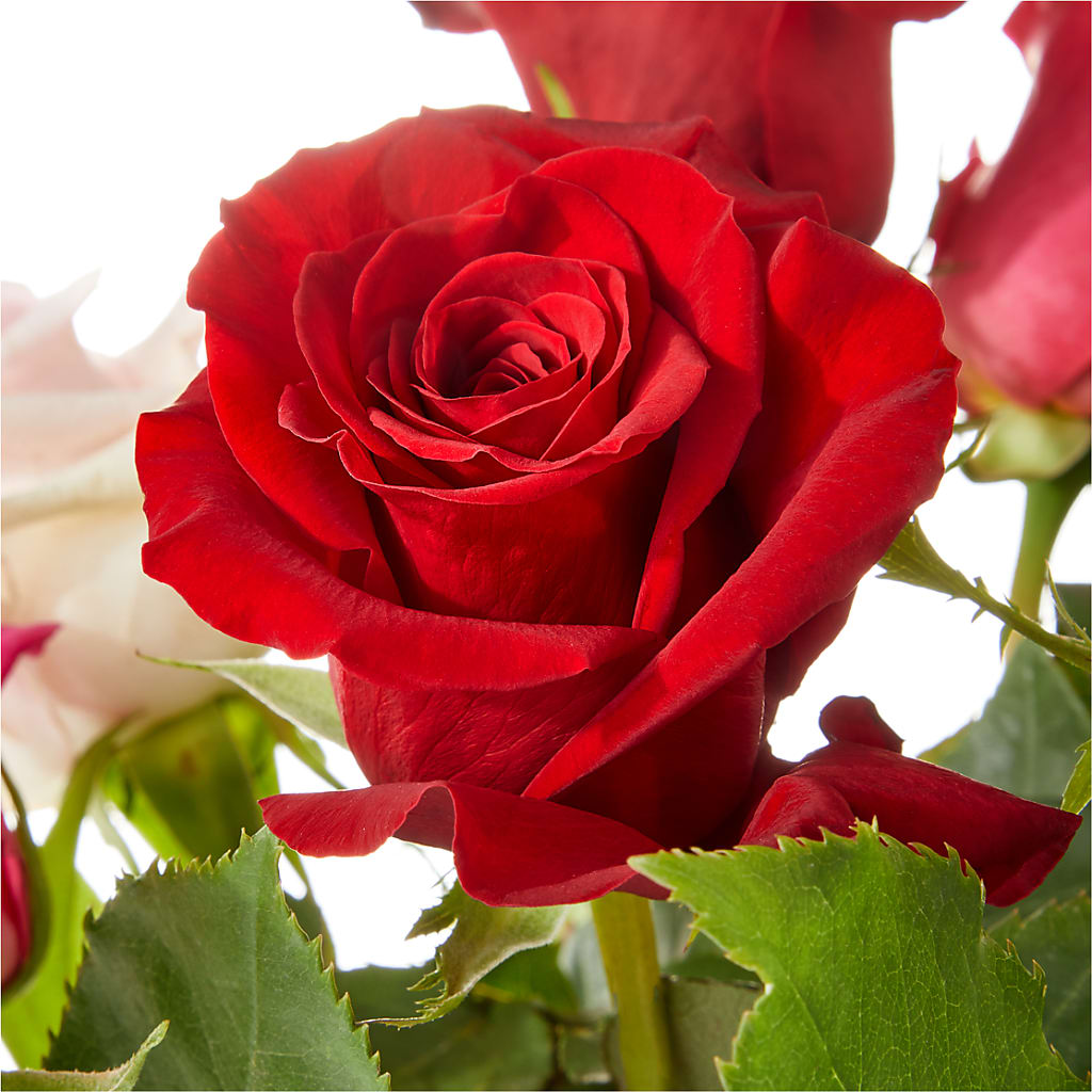 Love Notes Rose Bouquet –  Elise Flowers, Tamarac FL